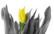 lonely tulip