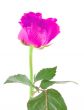 purple rose on white
