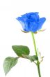 winter rose