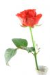 beautiful rose on white (in vase)
