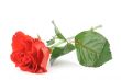 beautiful rose on white