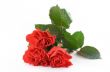 three beautiful red roses on white