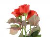 three beautiful red roses on white