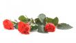 three beautiful red roses on white