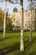 Three birches