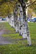 birch alley