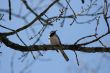 Titmouse bird on leafless tree branch on sky background