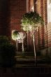 Night Tree
