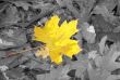 autumn individuality