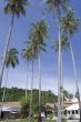 Coconut Trees in Phi Phi