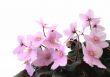 beautiful violets - pure white background