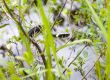 Grass-snake
