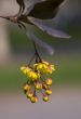 Branch of a barberry close-up