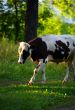 A black-white cow
