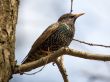 starling