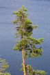Lonely pine