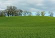 Green grass field with trees under clouds in spring