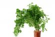 fresh parsley in vase - isolated
