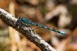 Blue dragonfly on branch