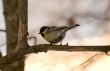Titmouse