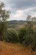 italian olive groves