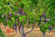 vines