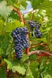 purple grapes