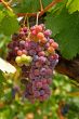 wine grapes