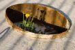 megapolis plants