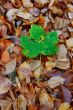 autumn individualist