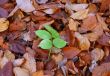 autumn individualist