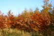 colors of fall