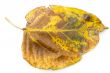 dry fall leaf
