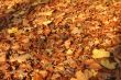 fall leaves in the sunset light