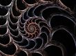 Shell of a Spiral