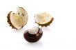 chestnut