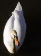 white swan