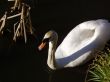 Swan amongst the rushes