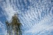 Blue cloudy sky with green birch tree