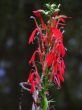 Cardinal Flower