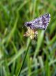 skipper on a flower