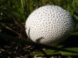 fungi in the grass