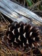 pine cone and branch
