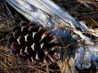 pine cone and log