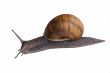 Snails