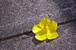 Fallen