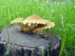 mushrooms growing on the stub