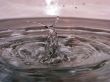 Water snail
