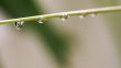 Leaf With Waterdrops