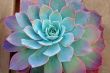 Succulent plant